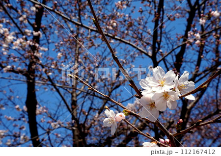 晴天の空に咲く桜 晴天の空に咲く桜 112167412