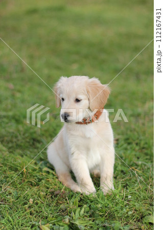 Beautiful labrador puppy sitting on the grass and looking to the camera. 112167431