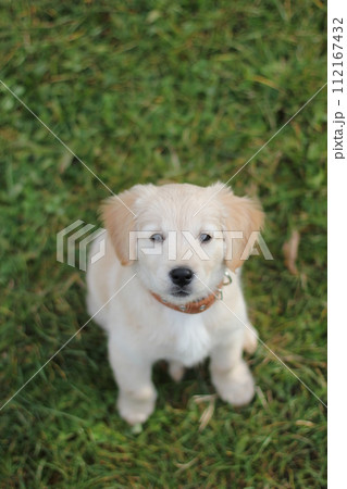 Beautiful labrador puppy sitting on the grass and looking to the camera. 112167432