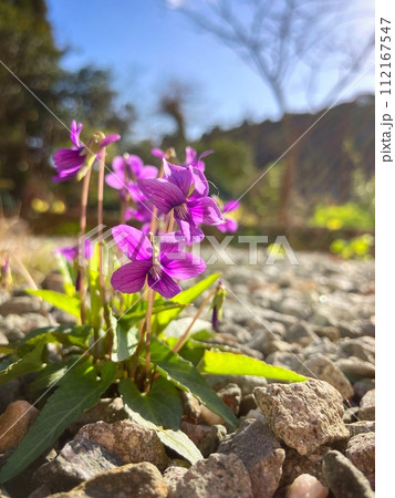 早春の庭に咲くスミレの花 112167547