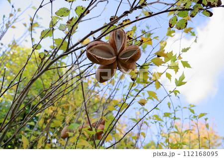 アケビの実 完熟 アケビの実 完熟 112168095