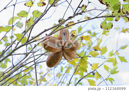 アケビの実　完熟 112168099