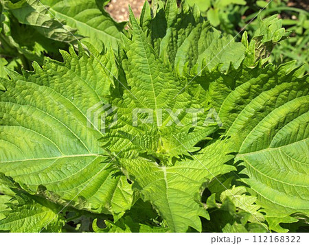 青じその生態写真 112168322