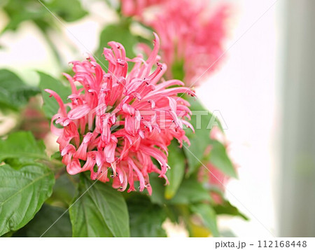 ベルガモットの花とコピースペース ベルガモットの花とコピースペース 112168448