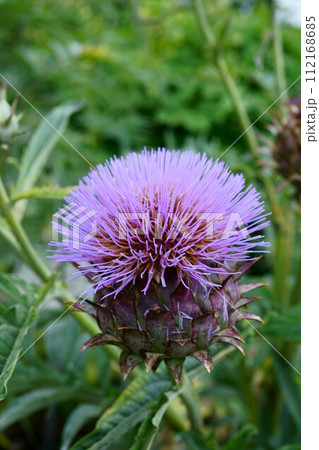 6513　カルドン 112168685