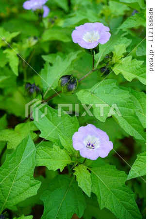 6512　クロホオズキ 112168686