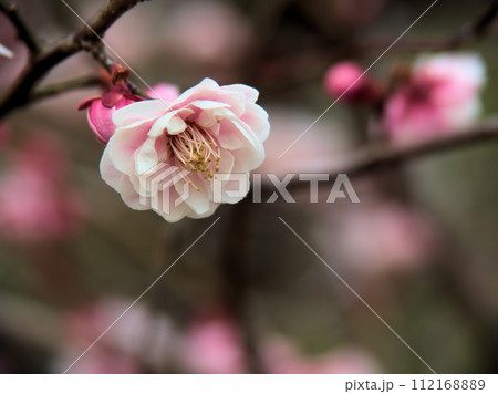 2月に咲いたピンク色の梅の花「新平家(シンヘイケ)」 2月に咲いたピンク色の梅の花「新平家(シンヘイケ)」 112168889