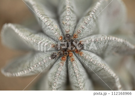 鸞鳳玉の花芽・多肉植物 鸞鳳玉の花芽・多肉植物 112168966