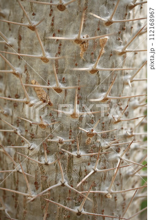 亜阿相界の樹皮 亜阿相界の樹皮 112168967