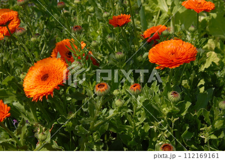 金盞花(キンセンカ) 112169161