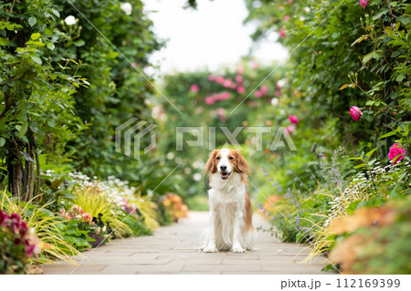 バラのアーチの中を座ってポージングする中型犬コーイケルホンディエ バラのアーチの中を座ってポージングする中型犬コーイケルホンディエ 112169399