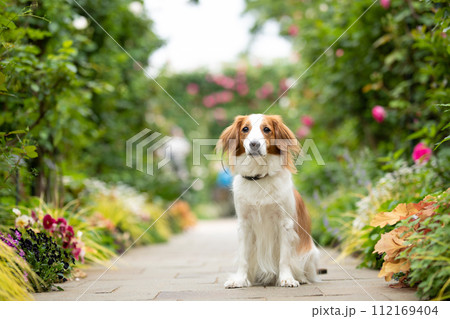 バラのアーチの中を座ってポージングする中型犬コーイケルホンディエ 112169404