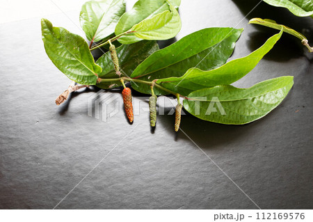 黒背景のヒハツ 112169576