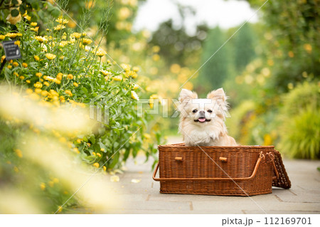 黄色いバラのアーチでバケットに入る小型犬チワワ 112169701