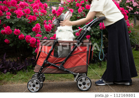 カートに乗ってお散歩するシニア犬のボーダーコリー カートに乗ってお散歩するシニア犬のボーダーコリー 112169801