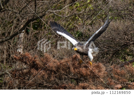 枯れた松の木から飛び出すオオワシの飛翔シーン 112169850