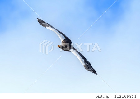 獲物を探して上空を旋回するオオワシ 獲物を探して上空を旋回するオオワシ 112169851