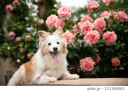 薔薇と中型犬ボーダーコリー 112169861