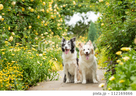 薔薇の前で仲良くポーズするカップル犬のボーダーコリー 薔薇の前で仲良くポーズするカップル犬のボーダーコリー 112169866