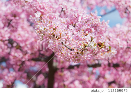 満開の河津桜 満開の河津桜 112169973