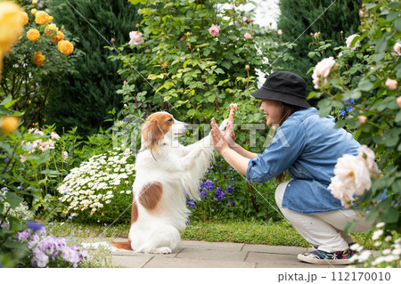 飼主さんとハイタッチする中型犬コーイケルホンディエ 112170010