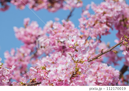 満開の河津桜 112170019
