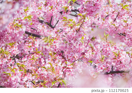 満開の河津桜 満開の河津桜 112170025