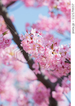 満開の河津桜 112170037