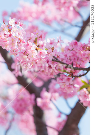 満開の河津桜 112170038