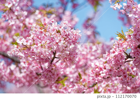 満開の河津桜 112170070