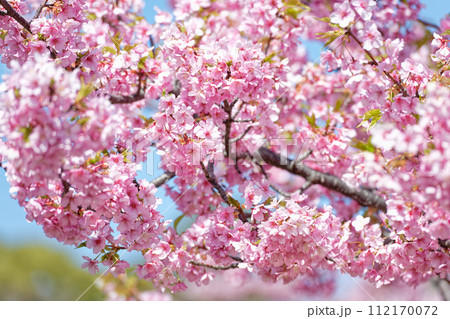 満開の河津桜 112170072