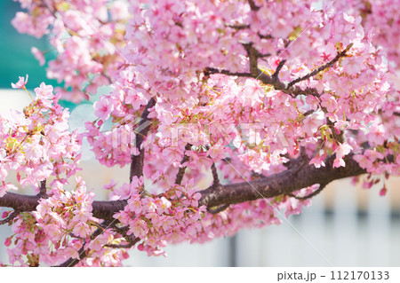 満開の河津桜 112170133