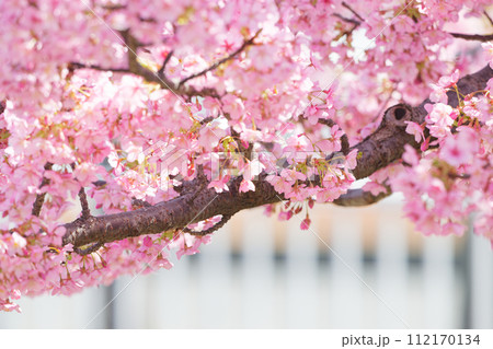 満開の河津桜 112170134