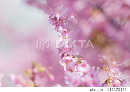 満開の河津桜 112170155