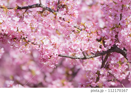 満開の河津桜 満開の河津桜 112170167