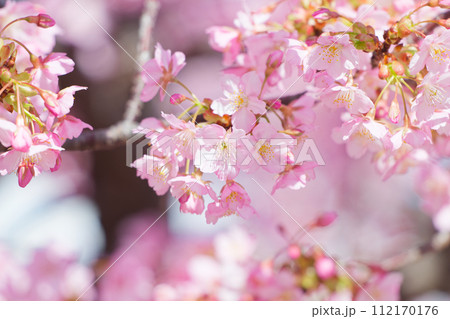 満開の河津桜 112170176