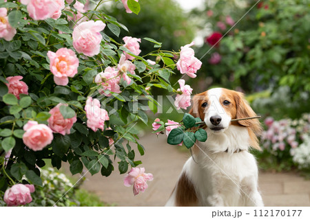 ピンクの薔薇をくちに咥えるキザな中型犬コーイケルホンディエ ピンクの薔薇をくちに咥えるキザな中型犬コーイケルホンディエ 112170177