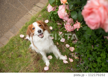 ピンクのバラが似合う中型犬コーイケルホンディエ 112170202