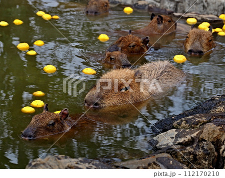 カピバラの露天風呂 112170210