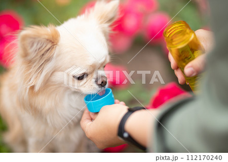 水分補給する小型犬チワワ 水分補給する小型犬チワワ 112170240