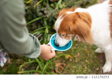 水分補給する中型犬コーイケルホンディエ 112170253