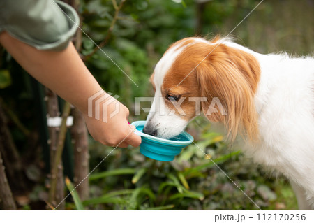 水分補給する中型犬コーイケルホンディエ 112170256