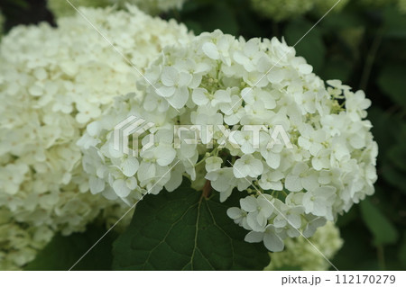 アジサイ アジサイ 112170279