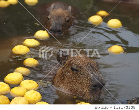 伊豆シャボテン動物公園のカピバラ 112170309