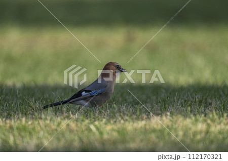 草原を歩くカケス 112170321