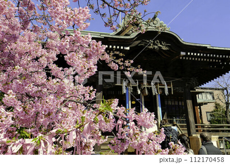 本堂の前に咲く河津桜 本堂の前に咲く河津桜 112170458