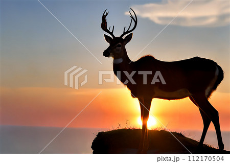 朝日のシカ　8 112170504