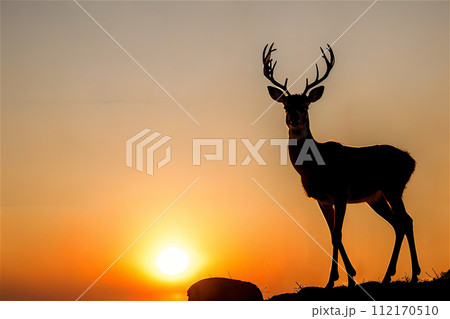 朝日のシカ　11 112170510