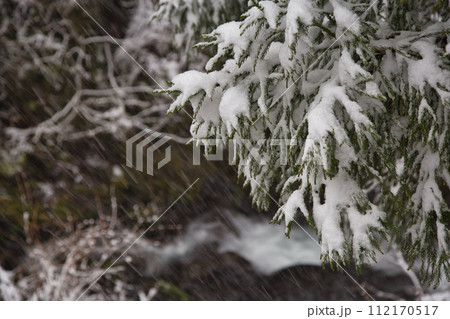 なごり雪の朝倉一乗滝 なごり雪の朝倉一乗滝 112170517