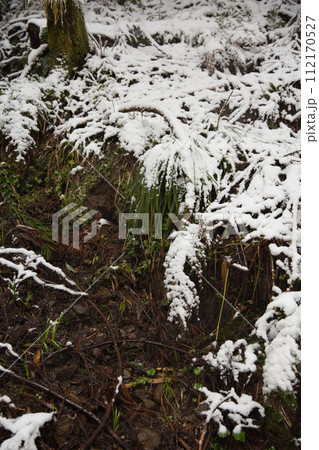 なごり雪の朝倉一乗滝 なごり雪の朝倉一乗滝 112170527